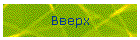 Bвepx